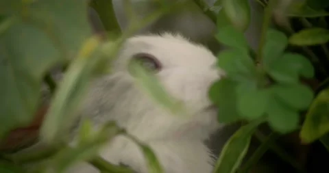 Little cute rabbits Stock Footage 156948384