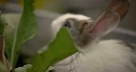 Little cute rabbits Stock Footage 157013041