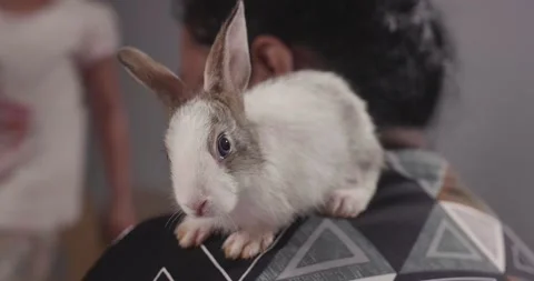 Little cute rabbits Stock Footage 157013047