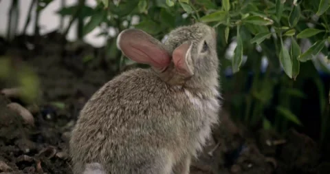 Little cute rabbits Stock Footage 157013108