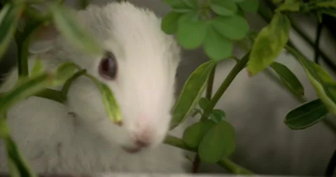 Little cute rabbits Stock Footage 157013136