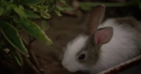 Little cute rabbits Video stock 157013176