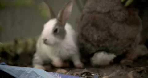 Little cute rabbits Stock Footage 157013179