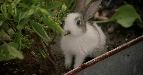 Little cute rabbits Stock Footage 157013233