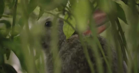 Little cute rabbits Stock Footage 157013255