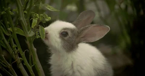 Little cute rabbits Stock Footage 157013275