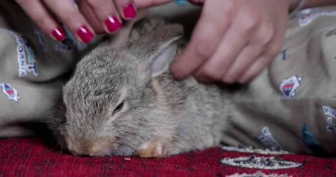 Little cute rabbits Stock Footage 157013376