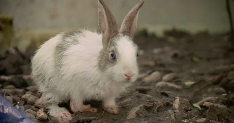 Little cute rabbits Stock Footage 157013385