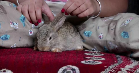 Little cute rabbits Stock Footage 157013397