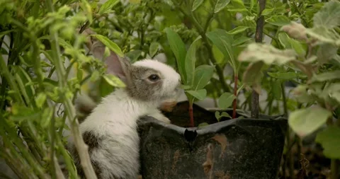 Little cute rabbits Stock Footage 157013412