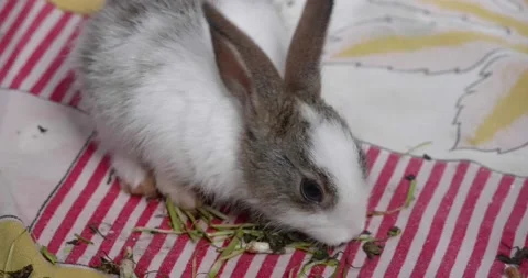 Little cute rabbits Stock Footage 157013414