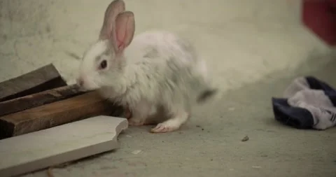 Little cute rabbits Stock Footage 157013445