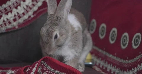 Little cute rabbits Video stock 157013456