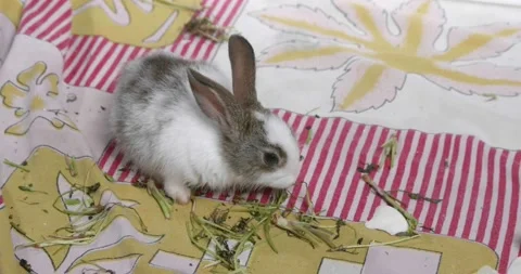 Little cute rabbits Video stock 157013465