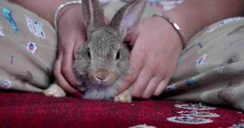 Little cute rabbits Stock Footage 157013467