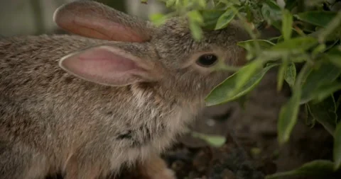 Little cute rabbits Stock Footage 157013480