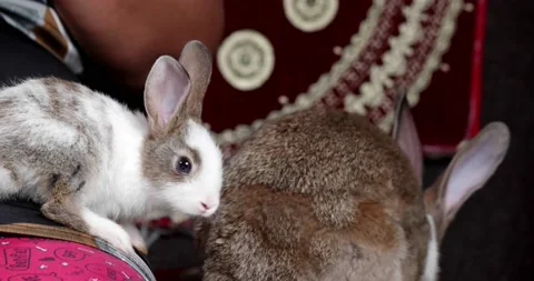 Little cute rabbits Stock Footage 157013537