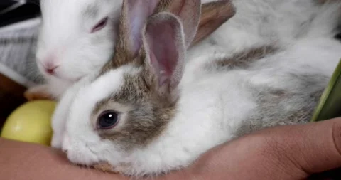Little cute rabbits Stock Footage 157013576