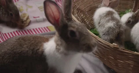 Little cute rabbits Stock Footage 157013719