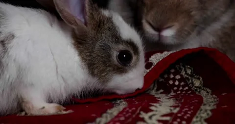 Little cute rabbits Stock Footage 157013885
