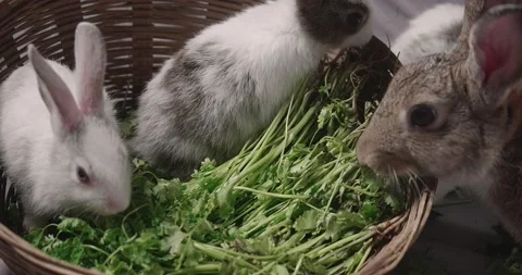 Little cute rabbits Stock Footage 157013889