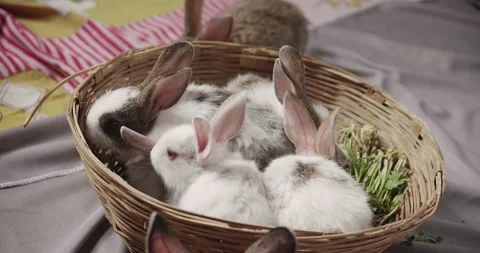 Little cute rabbits Stock Footage 157014027