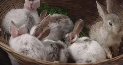 Little cute rabbits Stock Footage 157014056