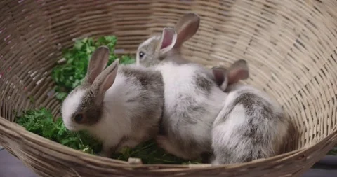 Little cute rabbits Stock Footage 157014138