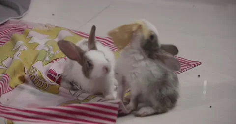 Little cute rabbits Stock Footage 157014209