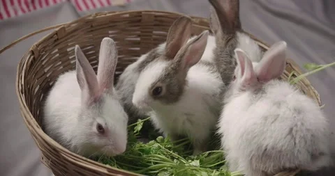 Little cute rabbits Stock Footage 157014210