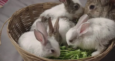 Little cute rabbits Stock Footage 157014258
