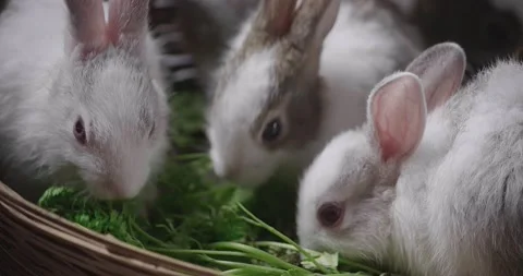 Little cute rabbits Stock Footage 157014288