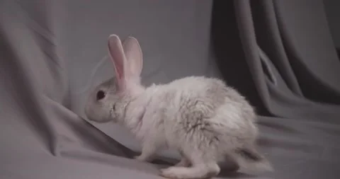 Little cute rabbits Stock Footage 157014321
