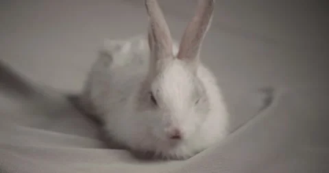 Little cute rabbits Stock Footage 157014337