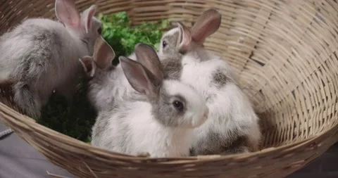 Little cute rabbits Stock Footage 157014364