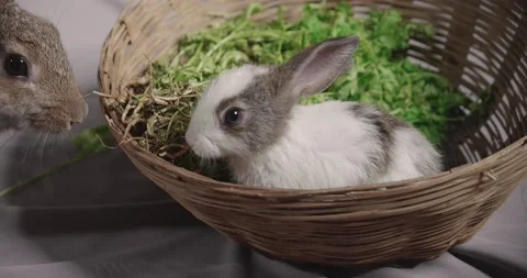 Little cute rabbits Stock Footage 157014372