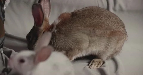 Little cute rabbits Stock Footage 157014473