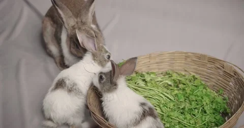 Little cute rabbits Stock Footage 157014484