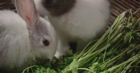 Little cute rabbits Stock Footage 157014615