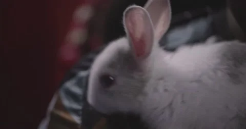 Little cute rabbits Stock Footage 157014641
