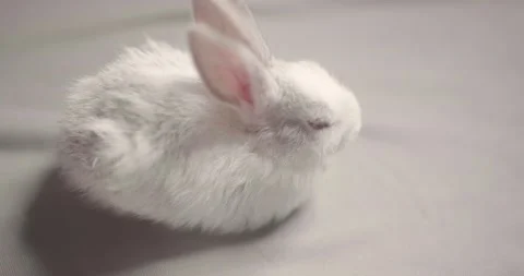 Little cute rabbits Stock Footage 157014671
