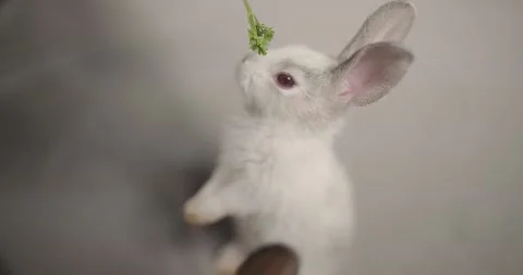 Little cute rabbits Stock Footage 157014711