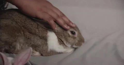 Little cute rabbits Stock Footage 157014719