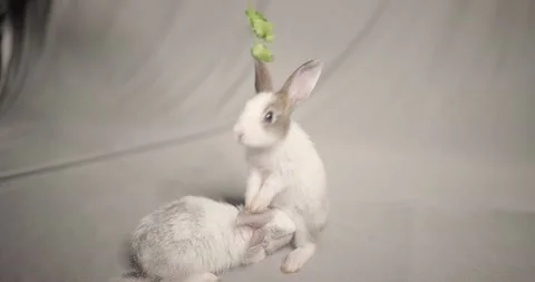 Little cute rabbits Stock Footage 157015656