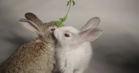 Little cute rabbits Stock Footage 157015671