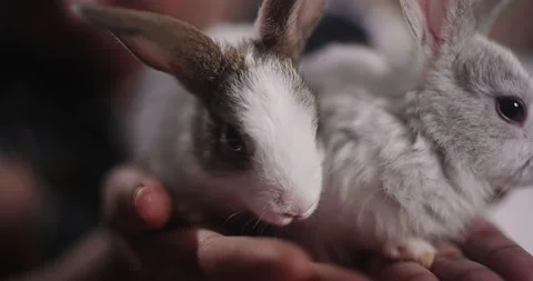 Little cute rabbits Stock Footage 157015742