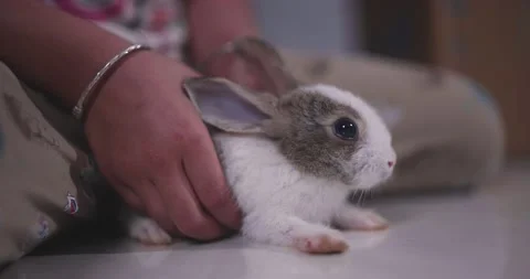 Little cute rabbits Stock Footage 157015755