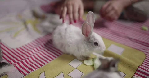 Little cute rabbits Stock Footage 157015922