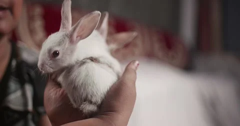 Little cute rabbits Stock Footage 157015923