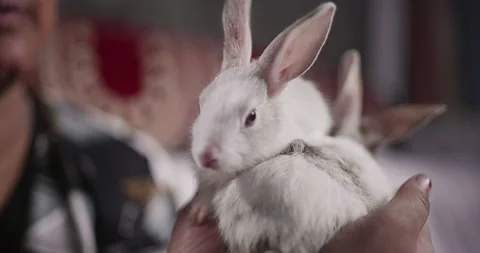 Little cute rabbits Stock Footage 157015957